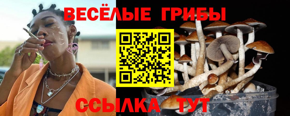 Углич  цены   Вход с VPN  Галлюциногенные грибы Psilocybe 